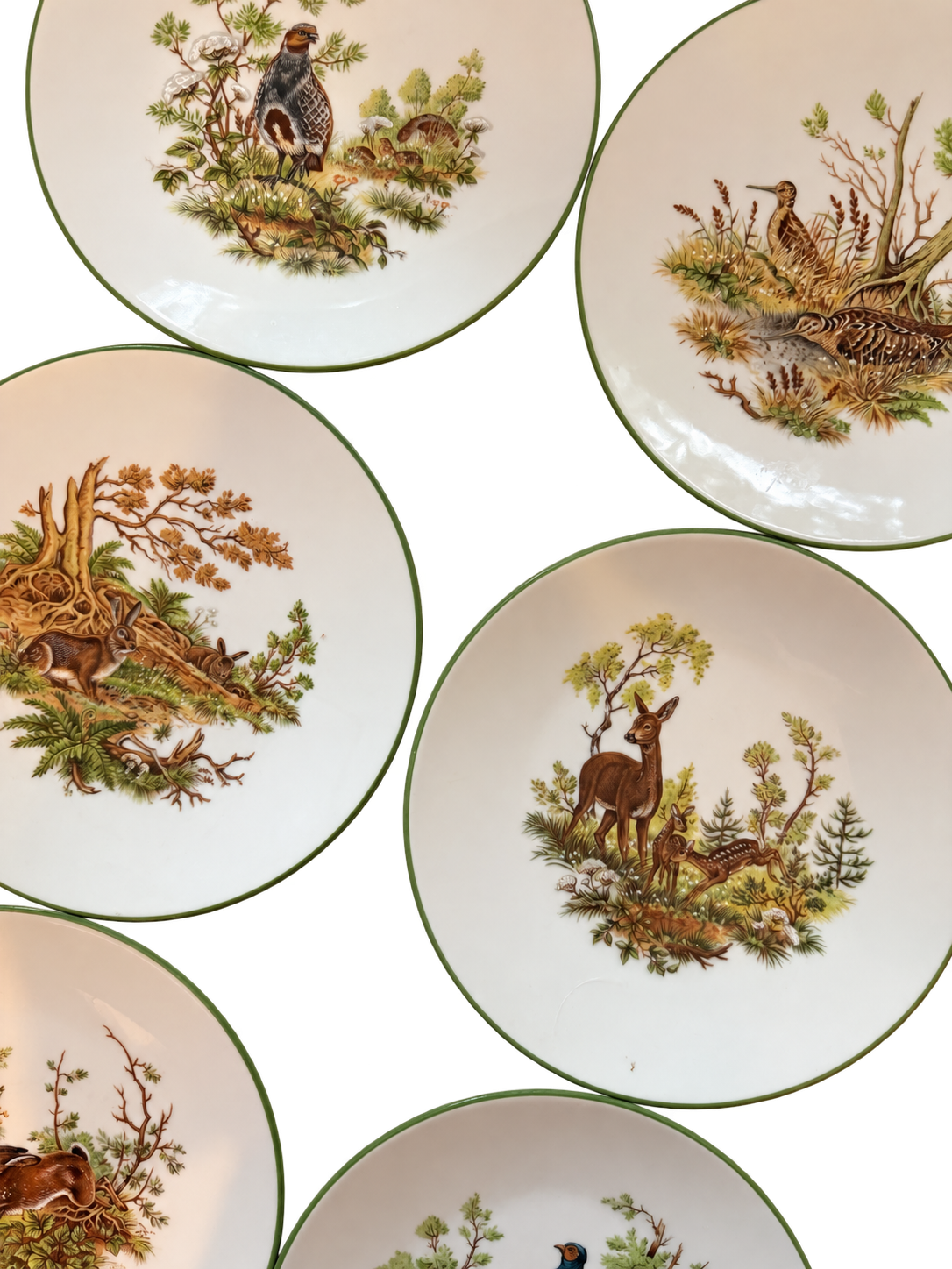 Closeup of wildlife illustrations and green rims